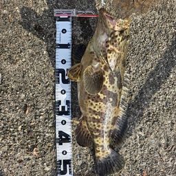 チャイロマルハタ