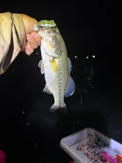 ラージマウスバスの釣果