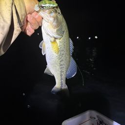 ラージマウスバス