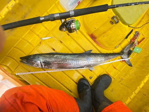 サワラの釣果