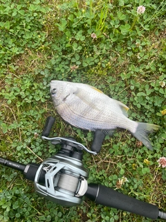 キビレの釣果
