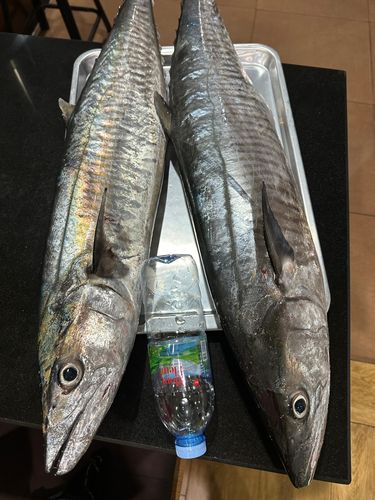 サワラの釣果