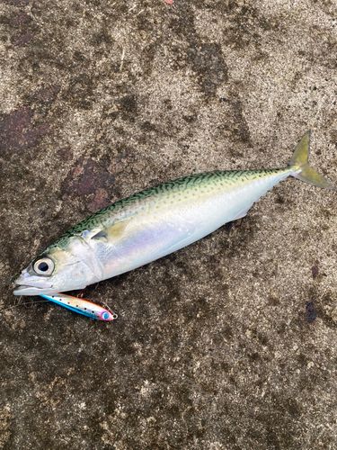 サバの釣果