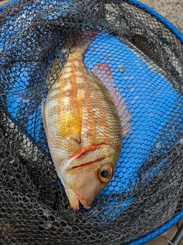 クチナジの釣果