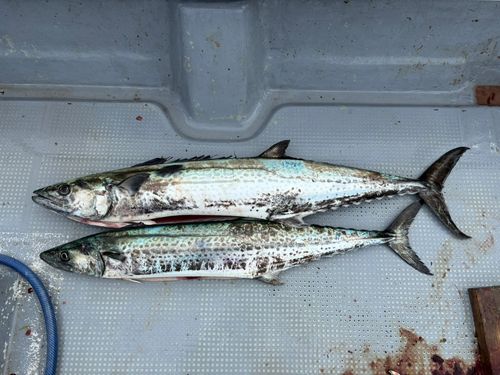 サワラの釣果