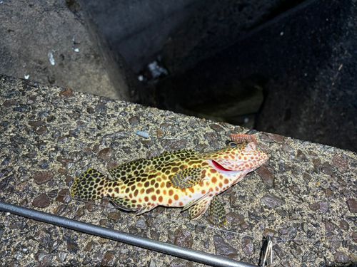 イシミーバイの釣果