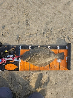 ヒラメの釣果