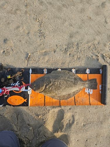 ヒラメの釣果
