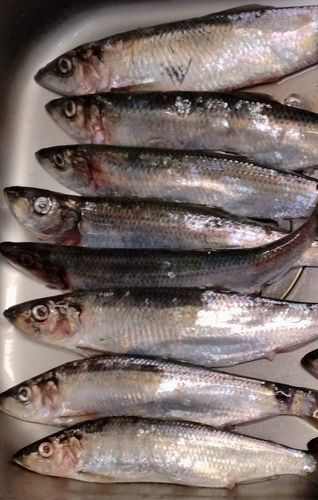 ニシンの釣果
