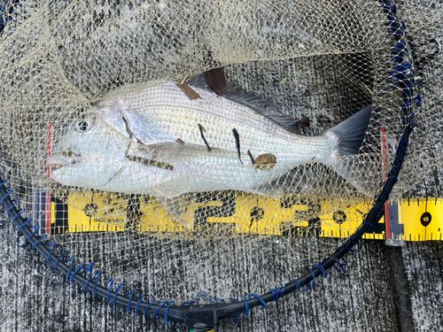 ヘダイの釣果