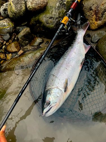 サクラマスの釣果