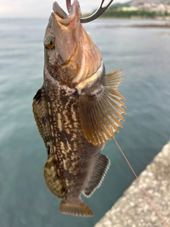アイナメの釣果