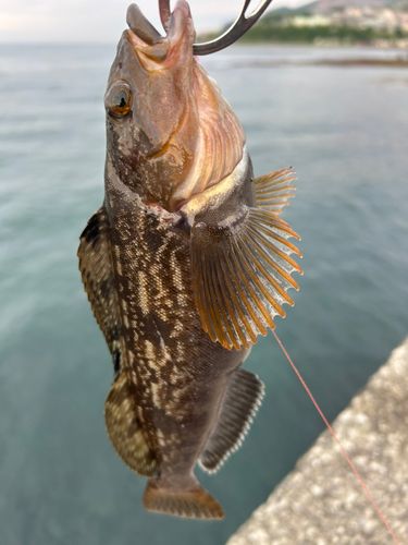 アイナメの釣果