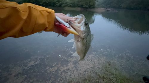 ブラックバスの釣果
