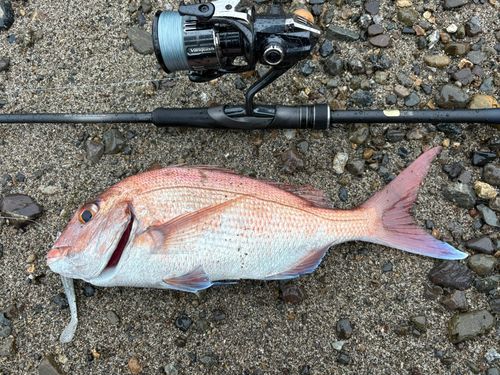 タイの釣果