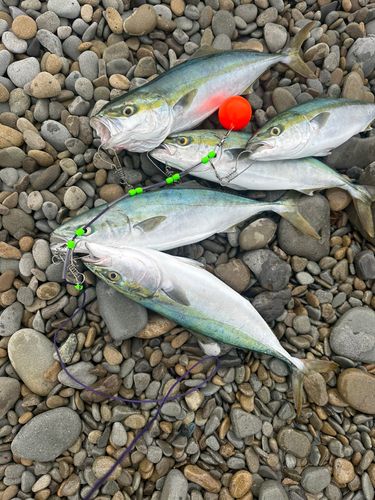 ハマチの釣果