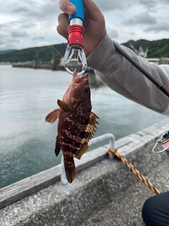 キジハタの釣果