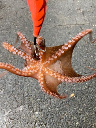 タコの釣果