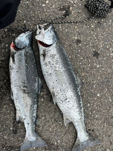 サクラマスの釣果