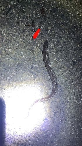 マアナゴの釣果