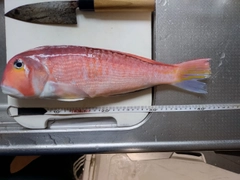 アマダイの釣果
