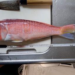 アマダイ