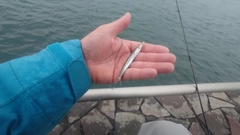 カマスの釣果