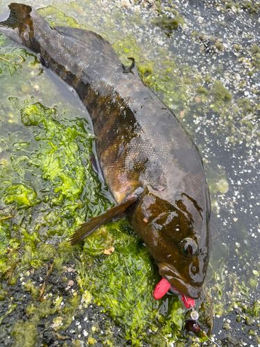 アイナメの釣果