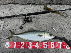 ハマチの釣果