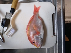 レンコダイの釣果