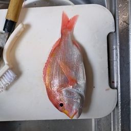レンコダイ