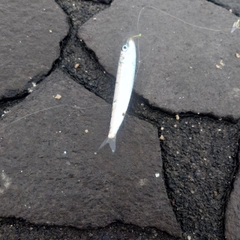 イワシの釣果