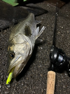 シーバスの釣果