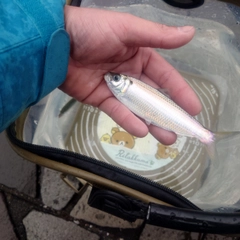 サッパの釣果