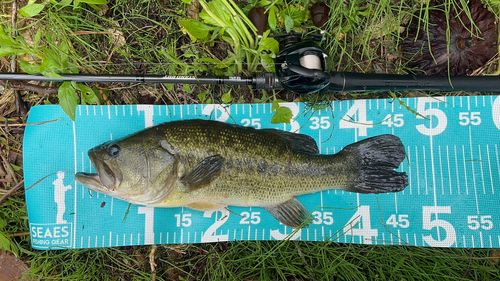 ブラックバスの釣果
