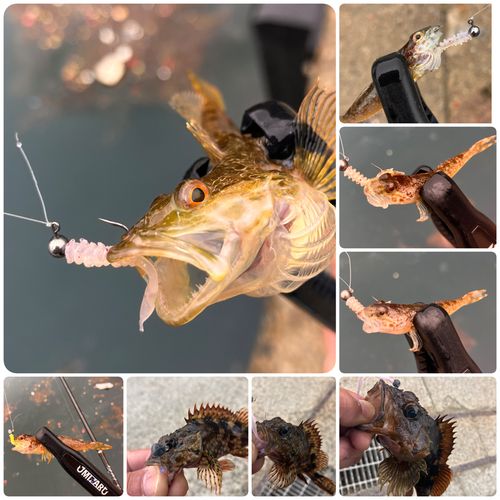 アナハゼの釣果