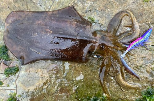 アオリイカの釣果