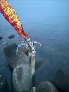 イカの釣果