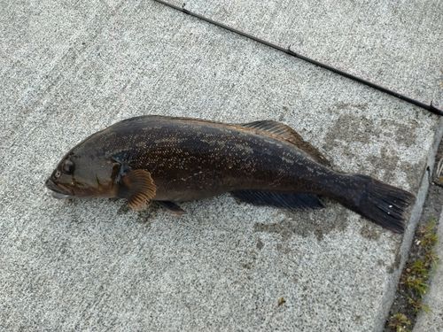 アイナメの釣果