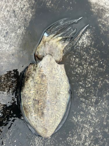 モンゴウイカの釣果