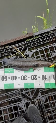 ライギョの釣果