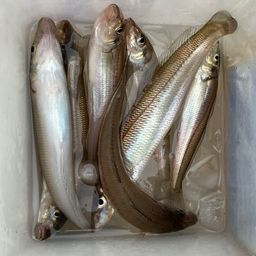 シロギス
