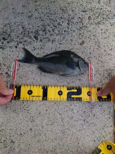 グレの釣果