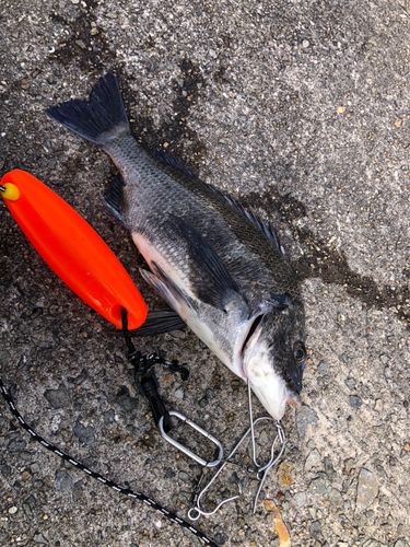 釣果