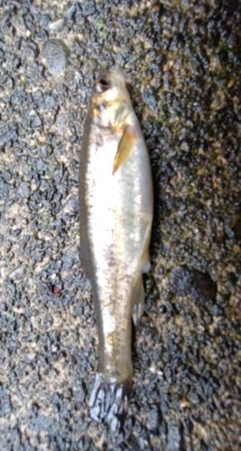 アブラハヤの釣果