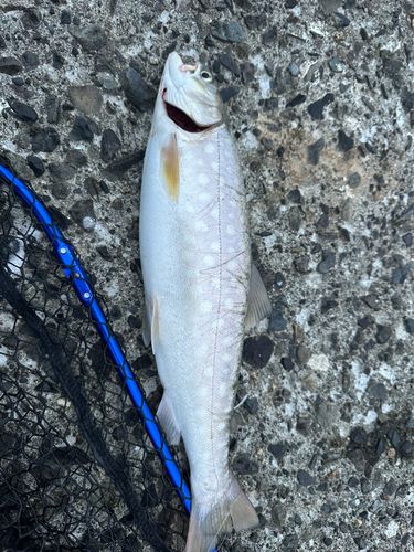 アメマスの釣果