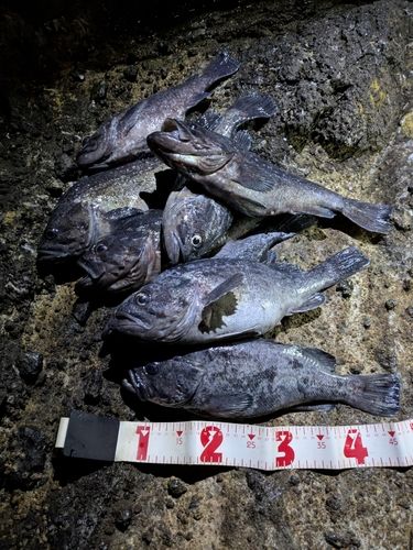 クロソイの釣果