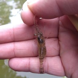 エビ
