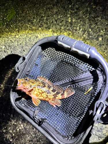 カサゴの釣果