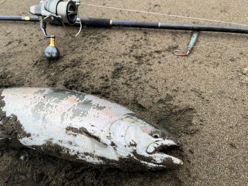 サクラマスの釣果